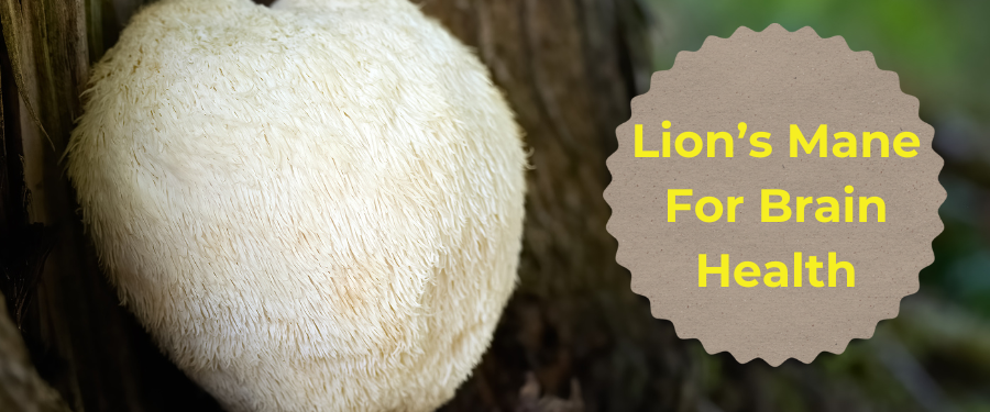 Lion's Mane for Brain Health
